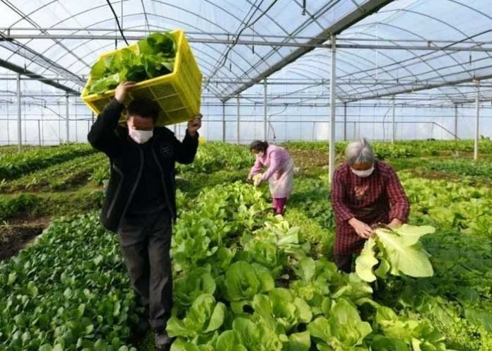 Sequía intensa afecta producción agrícola en China