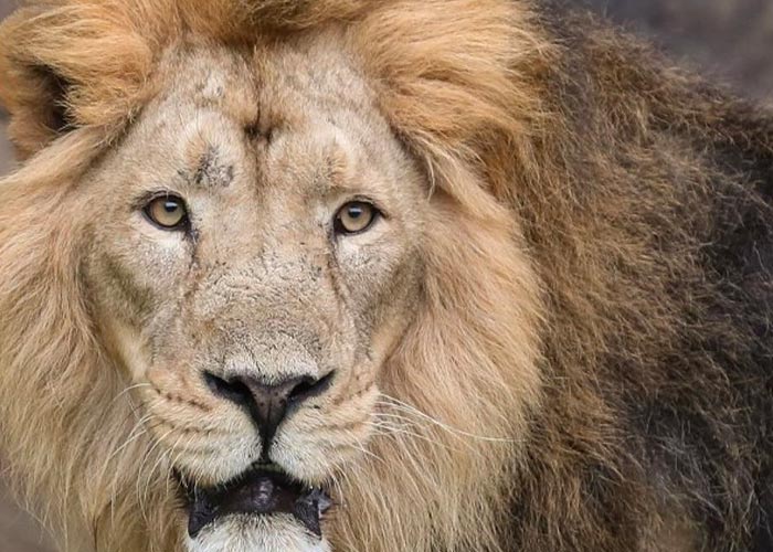 Hombre muere en garras de león en la capital de Ghana