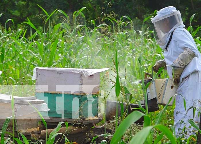 Curso de apicultura para jóvenes en Somoto, Madriz