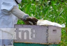 Curso de apicultura para jóvenes en Somoto, Madriz