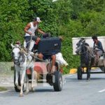 Reportaje sobre caballos "cholencos" en Nicaragua