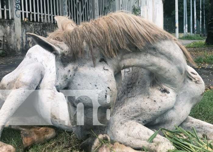 Reportaje sobre caballos "cholencos" en Nicaragua