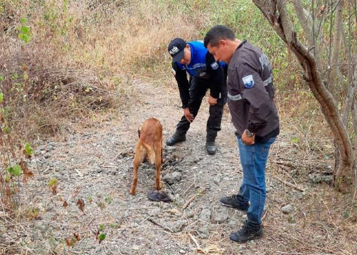 ¡De terror! Encuentran fosa común con restos humanos en Ecuador