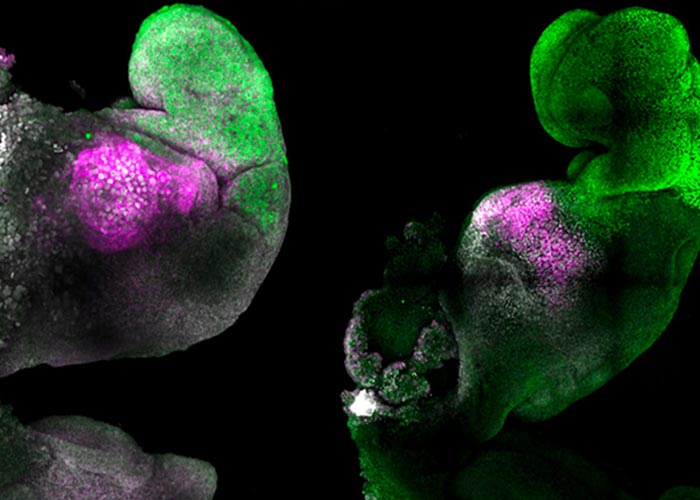 Científicos crean embrión 'sintético' de ratón