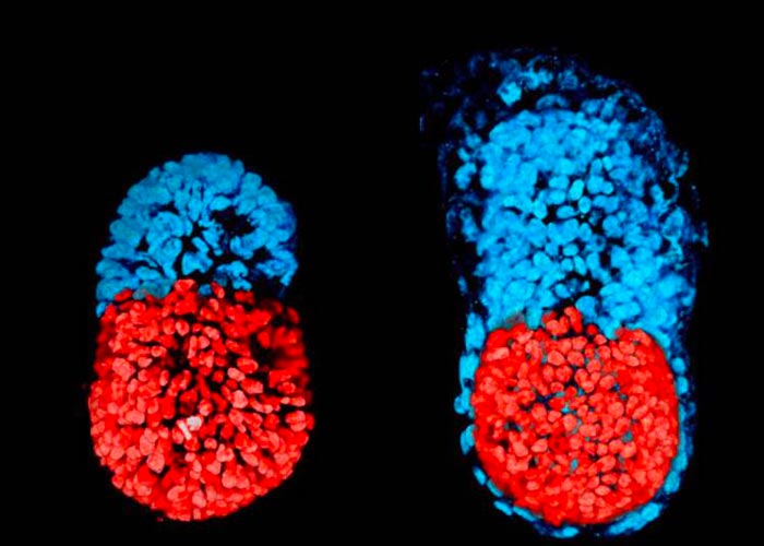 Científicos crean embrión 'sintético' de ratón