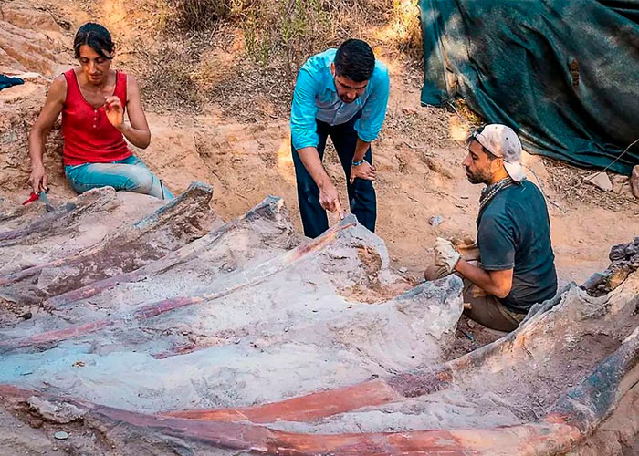 ¡Sorprendente! Encuentran restos del saurópodo más grande de Europa 