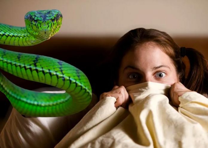 Soñar con serpientes no es algo realmente malo
