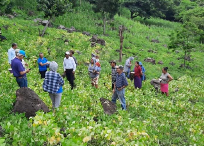 Gobierno de Nicaragua, presentó a pequeños productores nuevas variedades de frijol