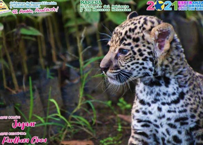 Jaguar captado en Nicaragua