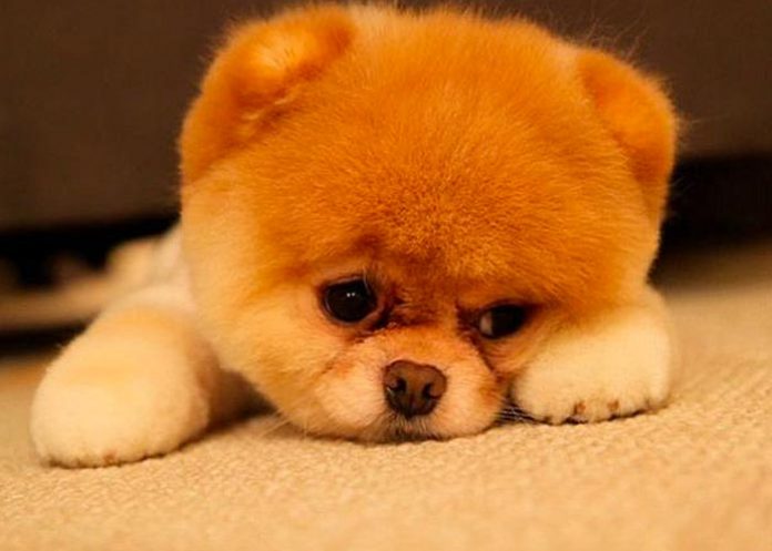 La oxitocina podría aumentar las lágrimas en los perros 
