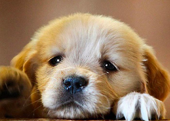 La oxitocina podría aumentar las lágrimas en los perros 