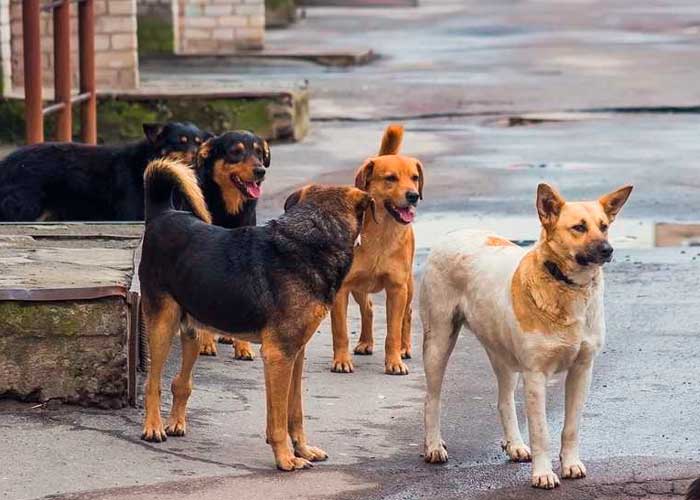¡Pánico en Michigan! Al menos 30 perros han muerto tras un misterioso virus