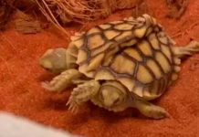 ¡Sorprendente! Nace una tortuga de dos cabezas en Países Bajos