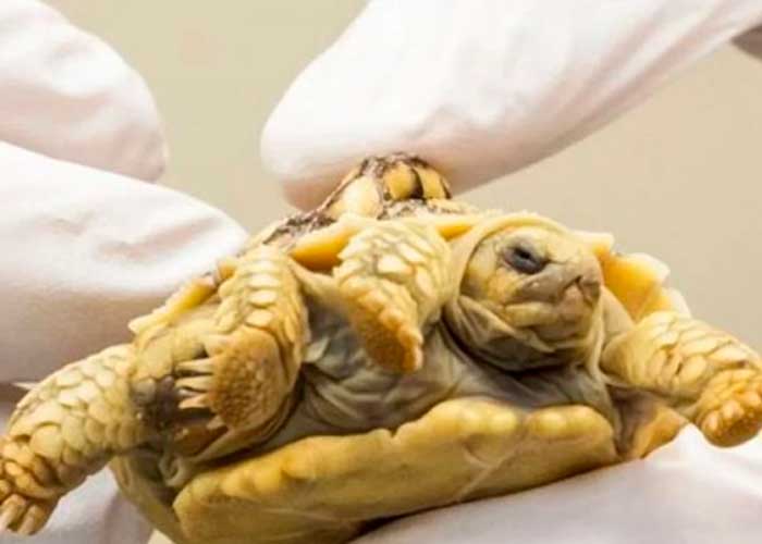 ¡Sorprendente! Nace una tortuga de dos cabezas en Países Bajos 