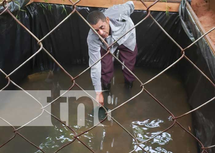 Crianza de peces gracias al MEFCCA en el Caribe Norte