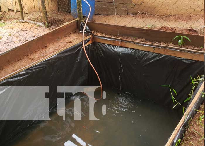 Crianza de peces gracias al MEFCCA en el Caribe Norte