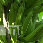 Producción de plátanos en Ometepe con buenos números