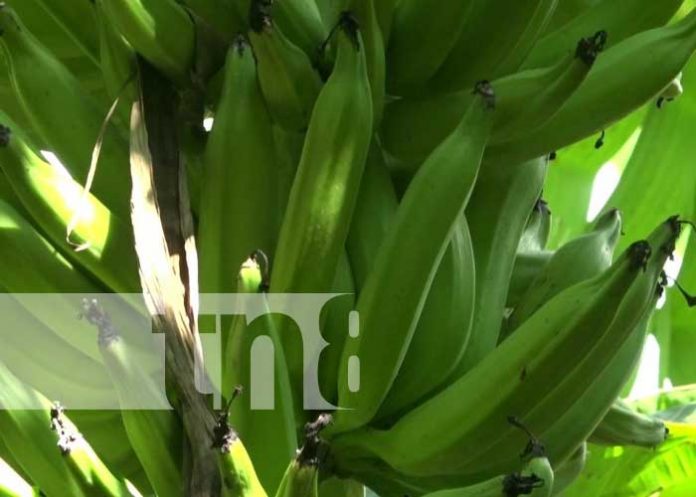 Producción de plátanos en Ometepe con buenos números
