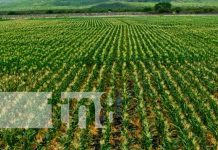 Grandes cultivos aseguran soberanía alimentaria en Nicaragua