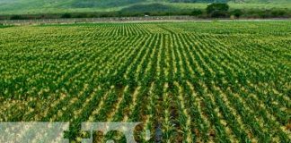 Grandes cultivos aseguran soberanía alimentaria en Nicaragua