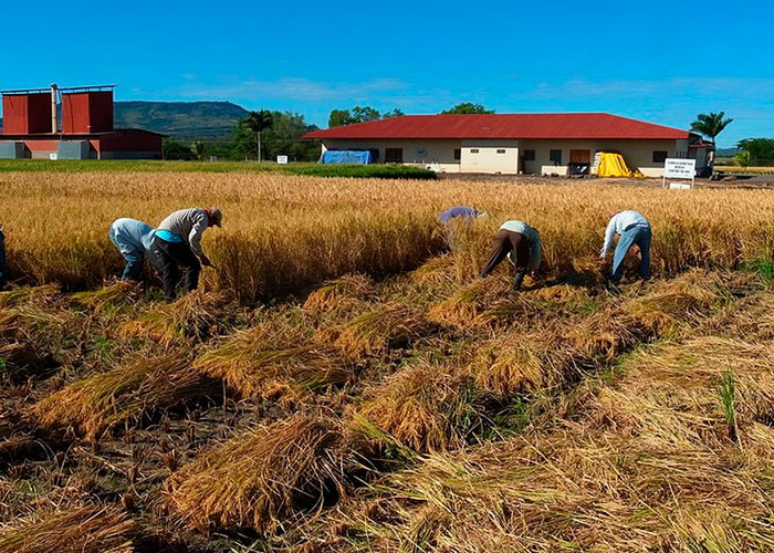 Foto: Gobierno de Nicaragua avanza en siembra de arroz secano en el primer ciclo