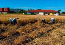 Gobierno de Nicaragua avanza en siembra de arroz secano en el primer ciclo