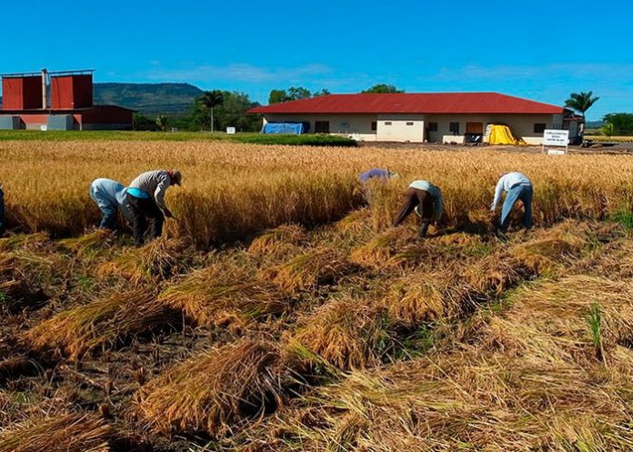 Gobierno de Nicaragua avanza en siembra de arroz secano en el primer ciclo