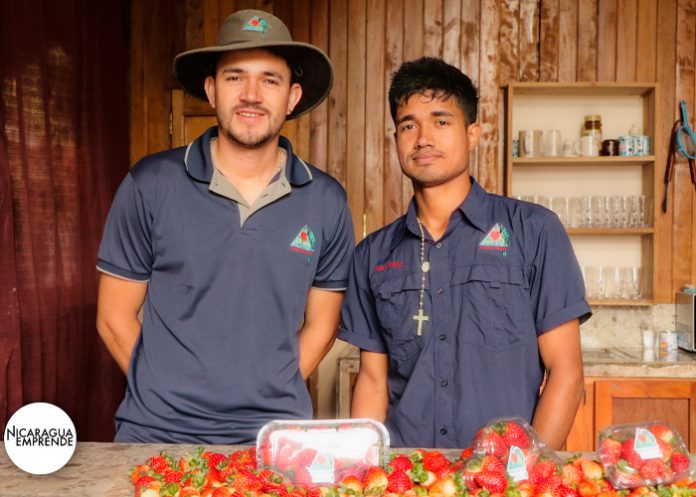Fresanica, pioneros del cultivo hidropónico de fresas en Nicaragua