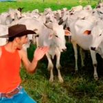 Vacas se enojan y atacan a un joven en plena grabación para TikTok