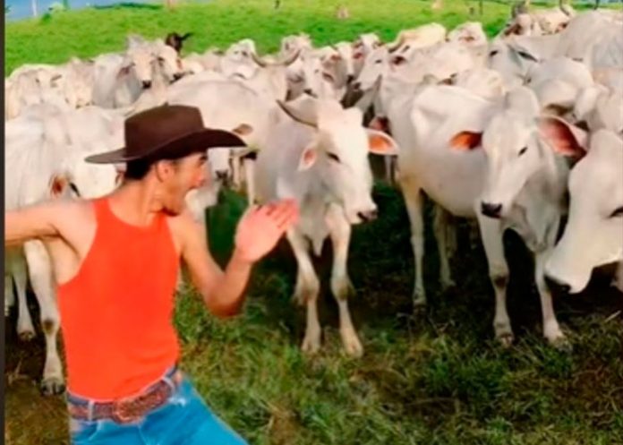 Vacas se enojan y atacan a un joven en plena grabación para TikTok