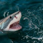 Tragedia en Bahamas: un tiburón devoró a una mujer que buceaba con su familia