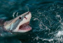 Tragedia en Bahamas: un tiburón devoró a una mujer que buceaba con su familia