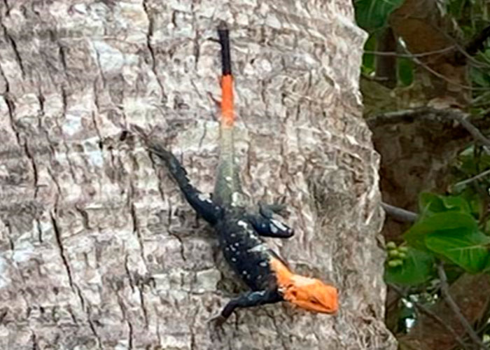 Encuentran en Puerto Rico una maravillosa especie de "lagarto de fuego"