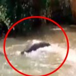 Peruanos graban tremenda anaconda luego de matar a su presa