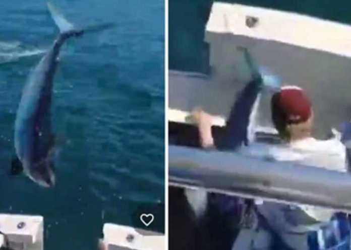 ¡VIDEO! Para devorarlos, tiburón salta directo a barco pesquero