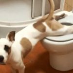 ¡Inteligente! Perro se vuelve viral por orinar en la taza del inodoro