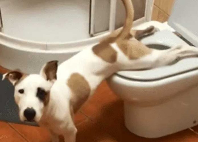 ¡Inteligente! Perro se vuelve viral por orinar en la taza del inodoro