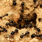 Hay al menos 20 billones de hormigas en la Tierra, según científicos