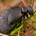 Científicos encuentran una nueva especie de escarabajo en España