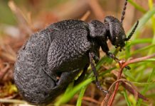 Científicos encuentran una nueva especie de escarabajo en España