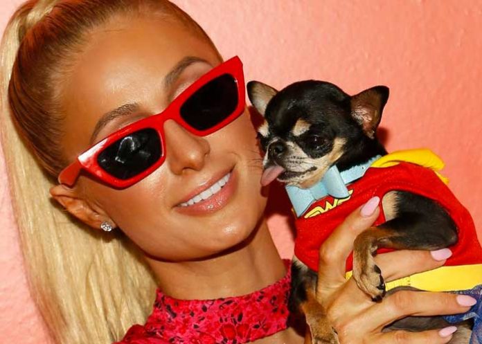 ¡10 mil dólares! Paris Hilton dará recompensa por hallar a su perro