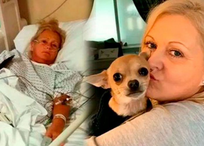 De urgencia al hospital: Perrita Chihuahua defeca en su cara mientras duerme