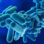 Qué es la Legionella y cómo prevenir esta bacteria