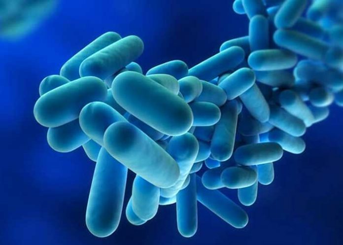 Qué es la Legionella y cómo prevenir esta bacteria