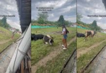 "No le pidió permiso": Vaca persigue a una mujer luego de tomarle fotos