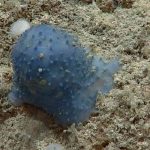 ¡Increíble! Aparecen extrañas criaturas en el fondo del mar caribe