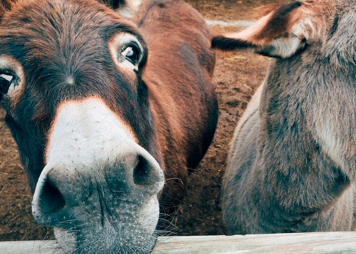 ¡Cochinos! 7 mil "genitales" de burro iban de contrabando en Nigeria