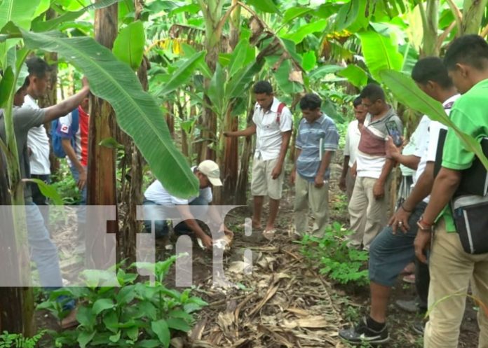 INTA promueve técnicas de producción de plátano en Ometepe