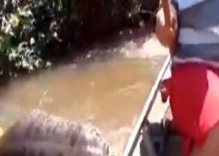 Peruanos graban tremenda anaconda luego de matar a su presa