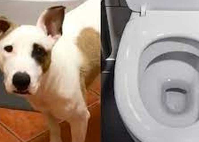 ¡Inteligente! Perro se vuelve viral por orinar en la taza del inodoro